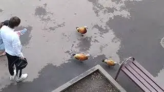 Дикие утки в центре Москвы