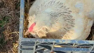 Lovely Hen Lays an Egg