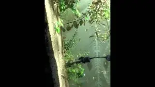 Month old bumblebees eating spirulina-plus