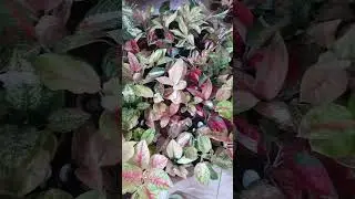 Aglaonema Collection