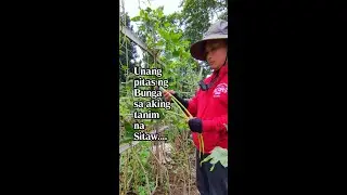 36 days Sitaw makakapag Harvest na!