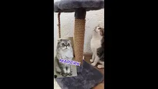 МЯТА И МАРСИК: ЛЮБОВЬ ИЛИ ДРУЖБА?