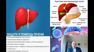 РАСТОРОПША. ЛЕЧЕБНЫЕ СВОЙСТВА И РЕЦЕПТЫ