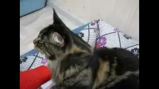 Алекс и фен # Кот Мейн кун