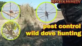 ep6_ pest control wild dove hunting MASTER HUNTTV