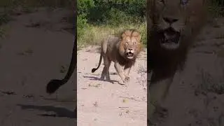 Eye to Eye With Biyamiti One Eyed Male Lion