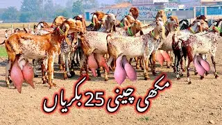 جمعہ کا دن ہے 31 تاریخ 2024 مکھی چینی بکریوں کا ریٹ Makkhi Chini bakriyan pregnant Hain