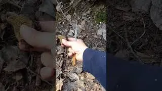 ❗Первый привет из леса 07.04.2024 г.🍄 