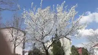 Anne Usulü Kırmızı Lahanalı Makarna Salatası (Çok güzel bir tarif)