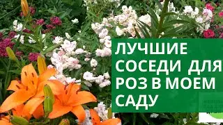 Лучшие соседи для роз в моем саду.