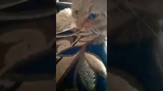 Играю