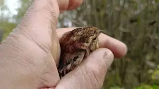 Bird catching
