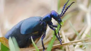 Black Oil Beetle (Meloe proscarabaeus)