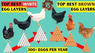 TOP BEST WHITE AND BROWN EGG BACKYARD LAYER CHICKEN BREEDS | BEST EGG PRODUCING CHICKEN BREEDS