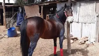 La Vengala - Sebastián Almendras 