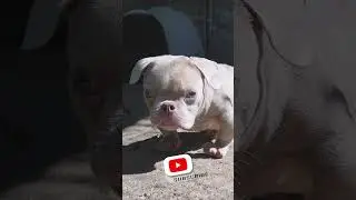 IS THIS A PUPPY OR AN ALIEN? YOU TELL ME! #hitsquadbullies #puppy #viral #trending #aliens