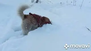 хаски в поиске..🐺🦊🤭🤪😜