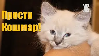 Не квартира а кошачий дом! Кошка принесла котят. ЧТО ДЕЛАТЬ!?!?! ЖКВ
