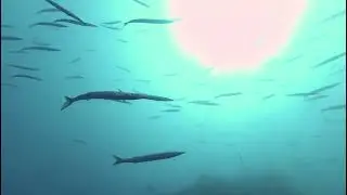 Inmersiones en el Bajo de Dentro, en la Cala y en el Bajo de Piles II, Cabo de Palos, Junio de 2023