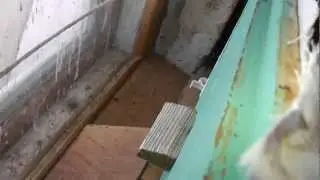 облёт пчёл в комнате у окна.Вees flying around in the room by the window