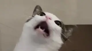 Luna’s delayed meow