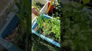 The Next Time You Buy SCALLIONS (GREEN ONIONS) At The Grocery Store!