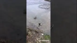 Речка Рось!!! Белая Церковь...