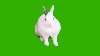 Rabbit Green Screen Video | Green Screen Animation