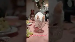 Kaç Kedi Bu Kadar Şanslıdır. Her imkan patisinin altında...
