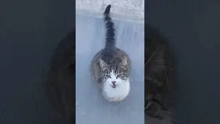 Bazen dilinden anlamazsında halinden anlarsın... #cat #cats