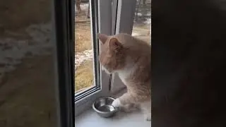 Kucing yang lucu