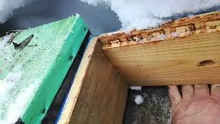 Восьмирамочник. Сибирь. 7 марта.