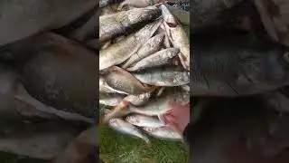 озеро Соро окунь на тейл спинеры
