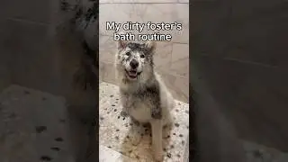 Do you think Denali enjoyed it? 🧼💜🐾 #husky #samoyed #dogbath #fosterdog #rescuedog