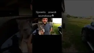 Вспомним #17 @DragonlifeAgop #wolf  #shorts