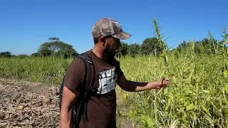 Cazando En Los Campos De El Salvador