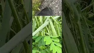 Fotografieren und Filmen bei Regen 🌧️ mit Kamera und Smartphone 
