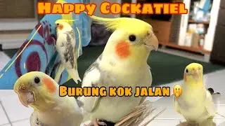 Cockatiel Cute and Funny Videos | Happy Cockatiel