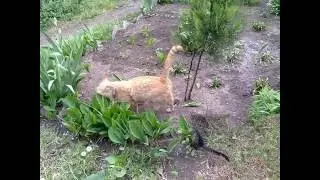 СН Котики/kitties