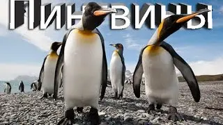Journey to the edge of the earth | Royal Penguin | Tierra del Fuego | CHILE