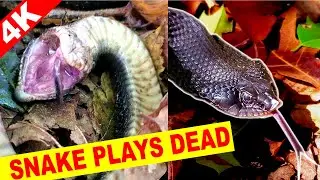 Eastern Hognose Snake Playing Dead