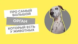 Кожа и ее производные