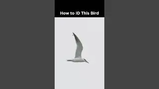 Can you identify this tern?
