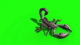 3d scorpion walk all  veiws green screen affect for chromakey
