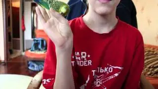 Ручной волнистый попугай