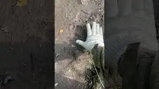 Медвежьи следы
