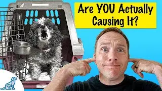 Is Your Dog Barking In Their Crate? Here's What To Do