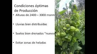 Cómo escoger un terreno para cultivar uchuva