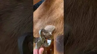 Trimming an Overgrown Chestnut on a Horse #oddlysatisfying #satisfying #asmr #horse
