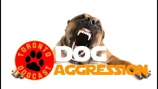 Dog Aggression Problems, Issues, Symptoms and Doggie Boot Camp (Addressing Aggressive Dog Behavior)